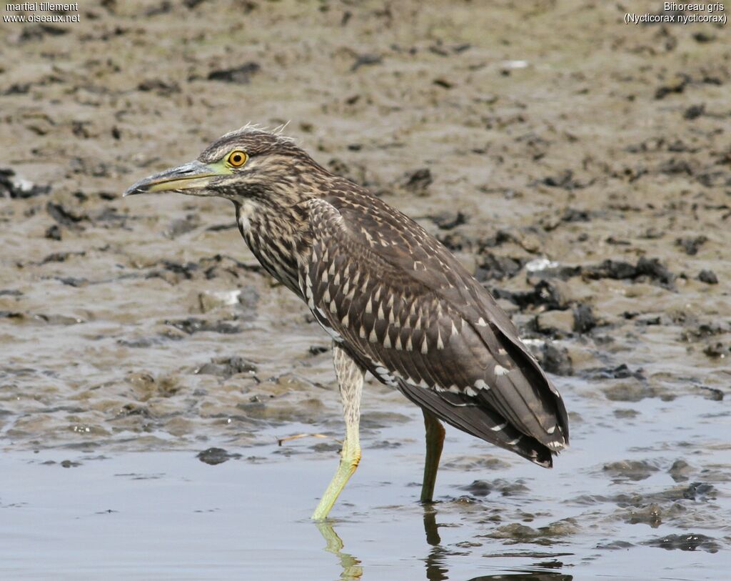 Black-crowned Night Heronjuvenile