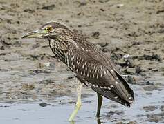 Black-crowned Night Heron