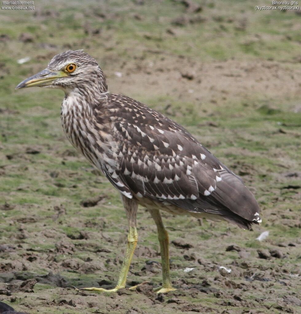 Black-crowned Night Heron