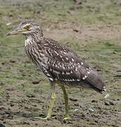 Black-crowned Night Heron