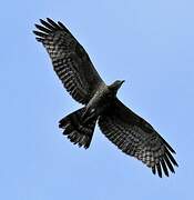 Crested Honey Buzzard