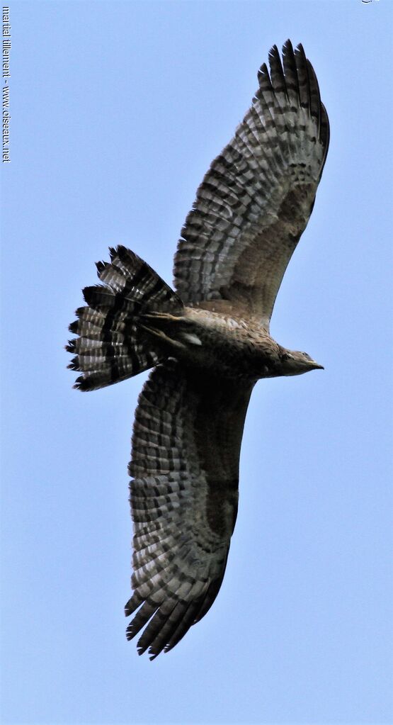 Crested Honey Buzzard