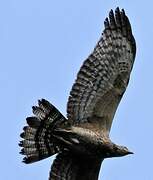 Crested Honey Buzzard