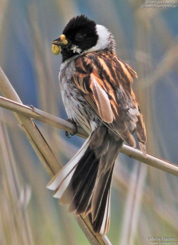 Common Reed Bunting male