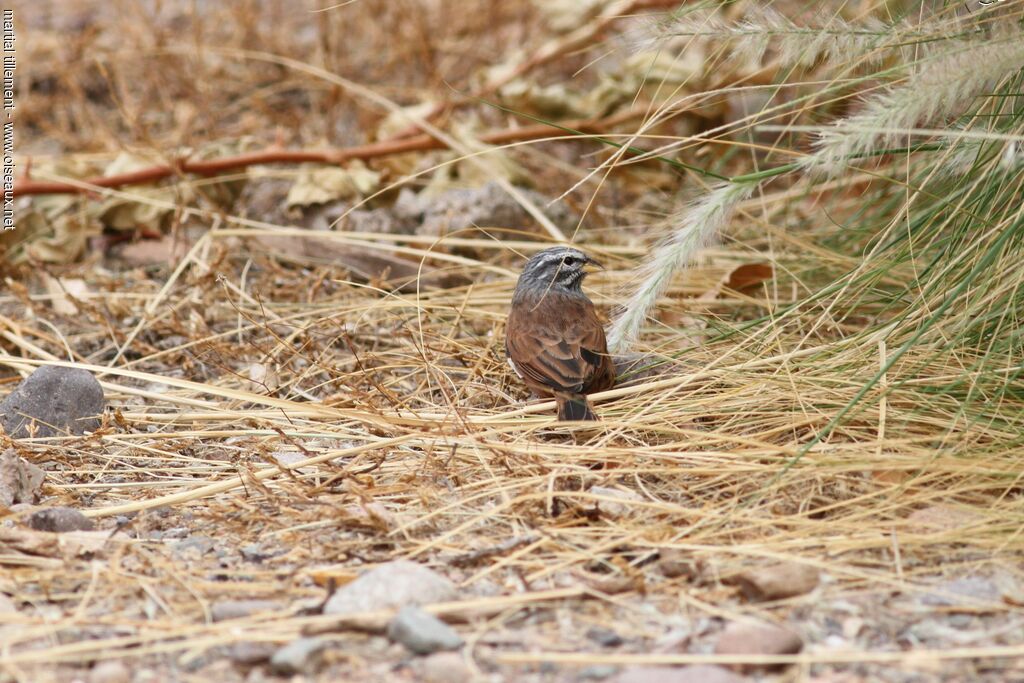 House Bunting male adult