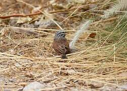 House Bunting