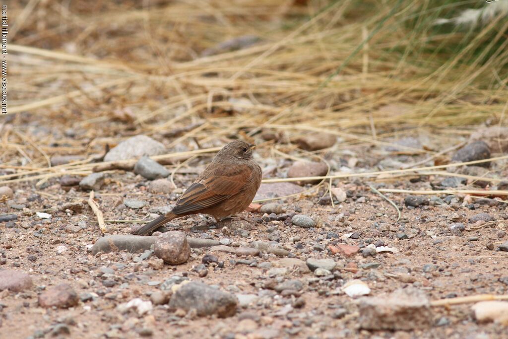 House Bunting female adult