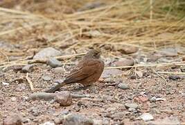 House Bunting