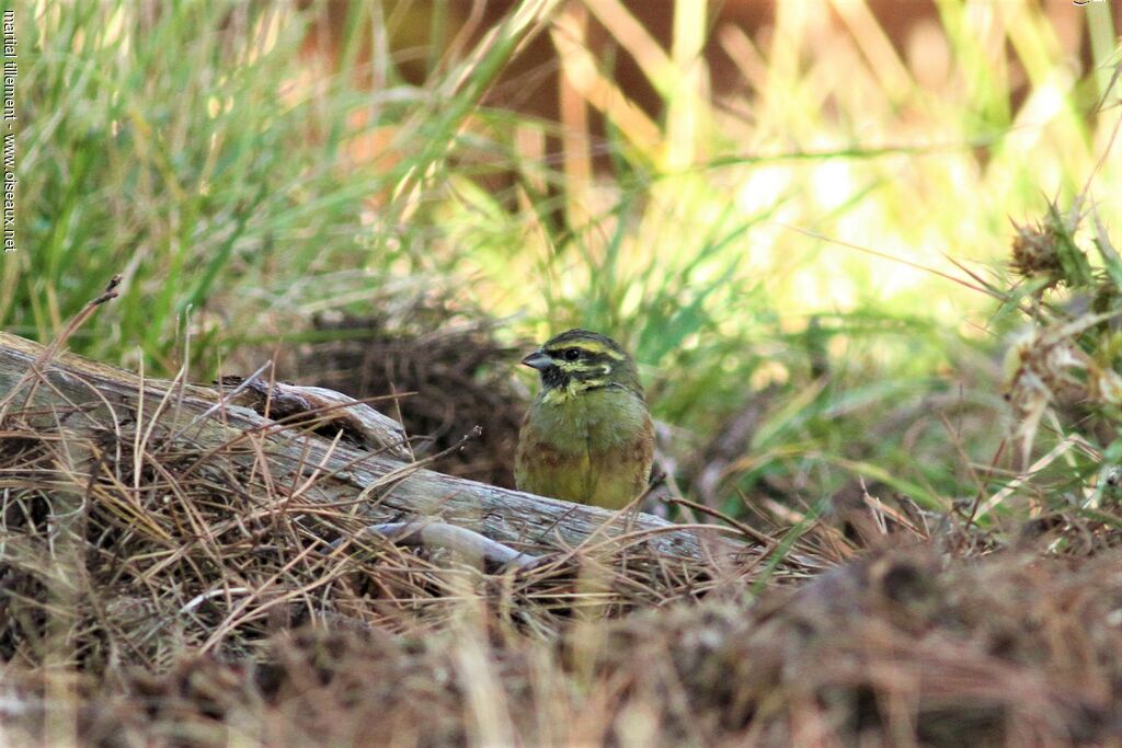 Cirl Bunting male