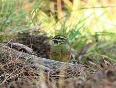 Cirl Bunting