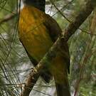 Bulbul à huppe noire