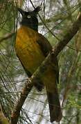 Black-crested Bulbul