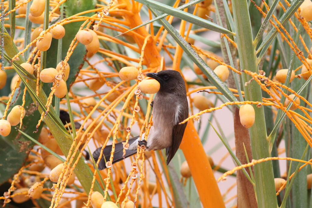 Bulbul des jardins