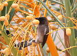 Bulbul des jardins