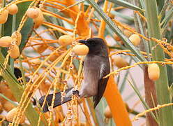 Bulbul des jardins