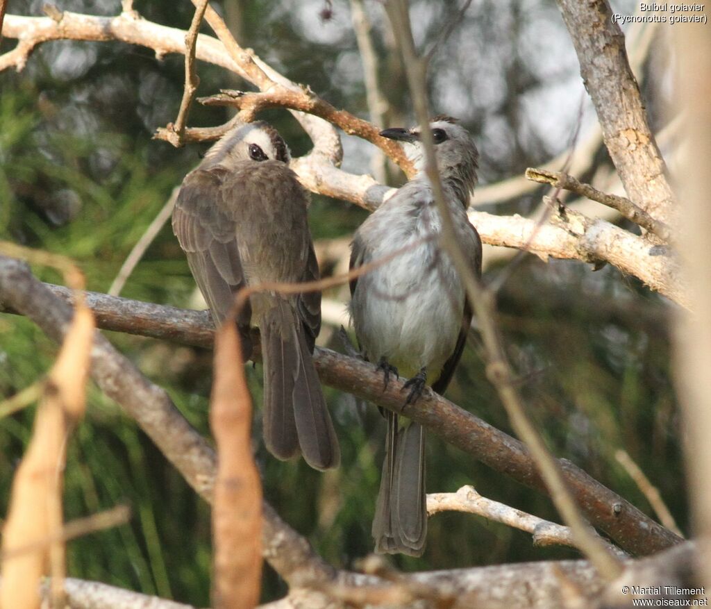 Yellow-vented Bulbul