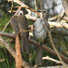Bulbul goiavier