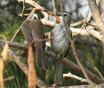 Yellow-vented Bulbul