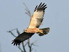 Western Marsh Harrier