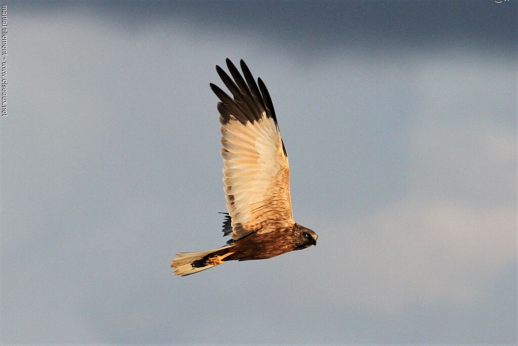 Western Marsh Harrier male