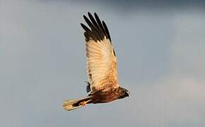 Western Marsh Harrier