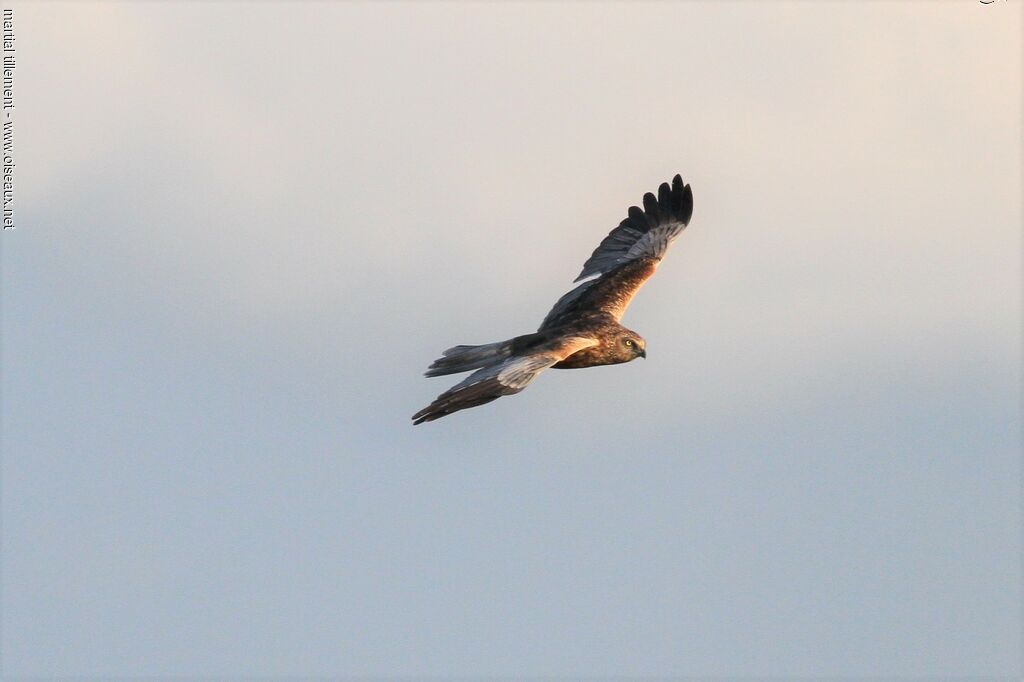 Western Marsh Harrier male