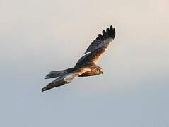 Western Marsh Harrier