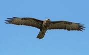 Buse variable