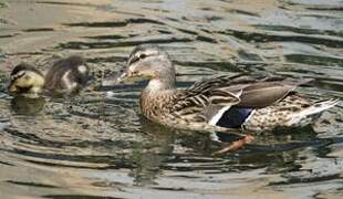 Canard colvert