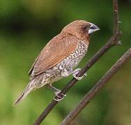 Scaly-breasted Munia