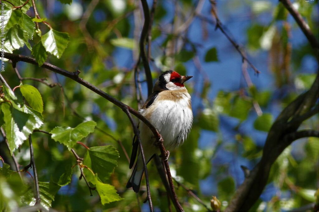 Chardonneret élégant mâle