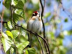 European Goldfinch