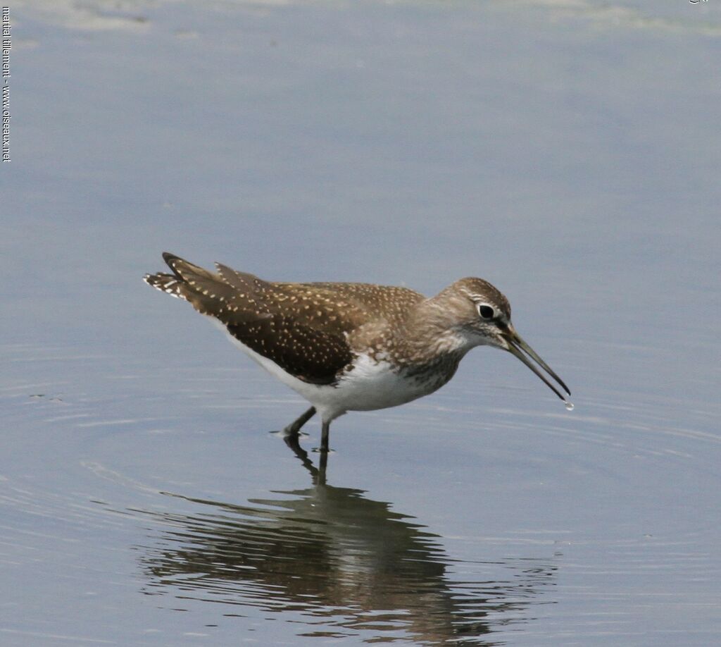 Green Sandpiper