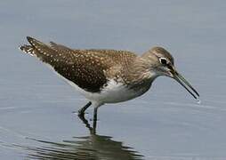 Green Sandpiper