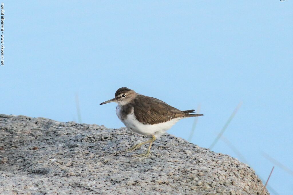 Common Sandpiper