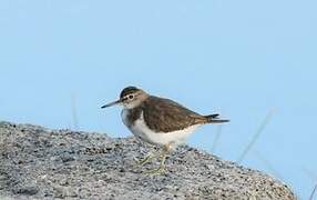 Common Sandpiper