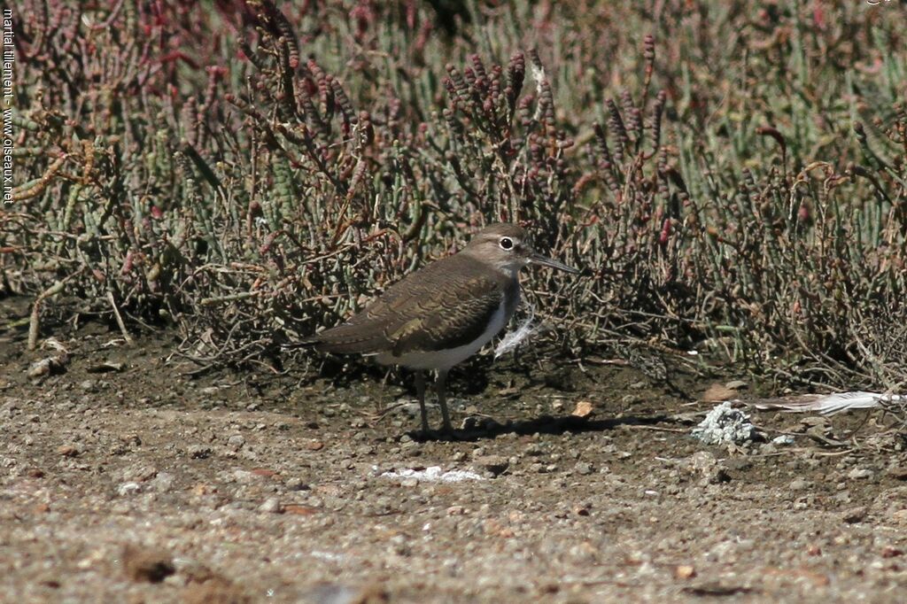 Common Sandpiper