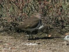 Common Sandpiper