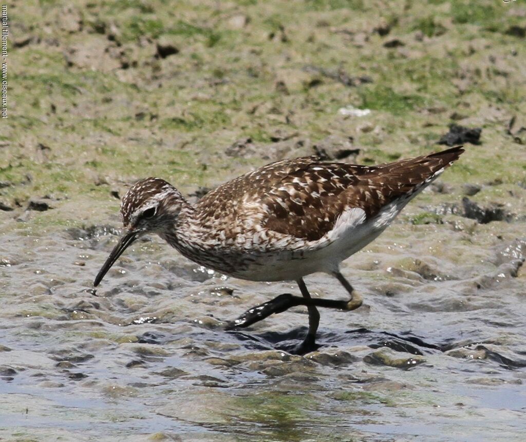 Wood Sandpiper