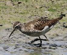 Wood Sandpiper