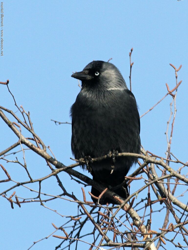 Western Jackdaw