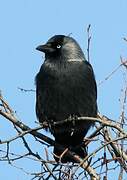 Western Jackdaw