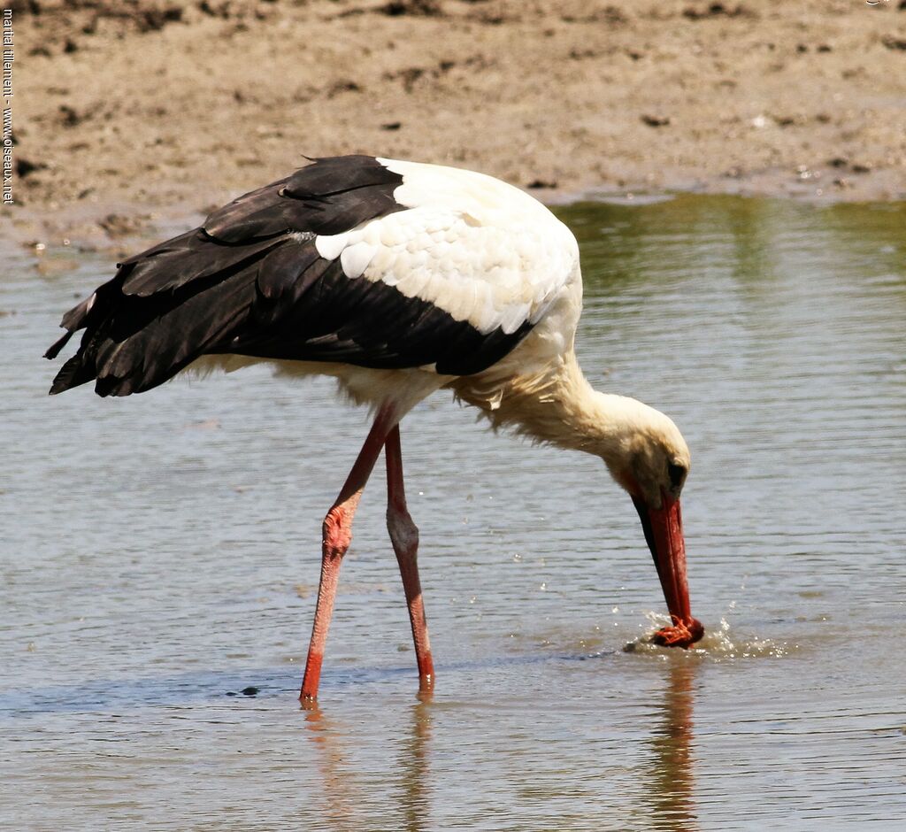 White Storkadult, fishing/hunting