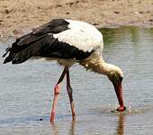 Cigogne blanche