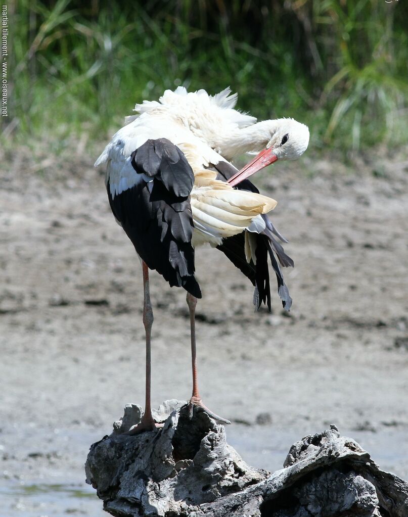 Cigogne blancheadulte, soins