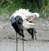 White Stork