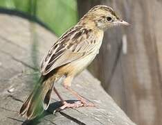 Zitting Cisticola