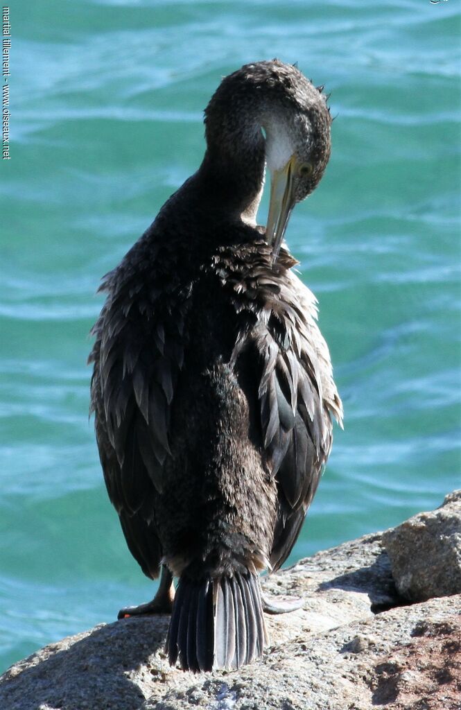 European Shag, care