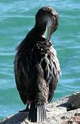 European Shag