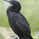 Cormoran noir